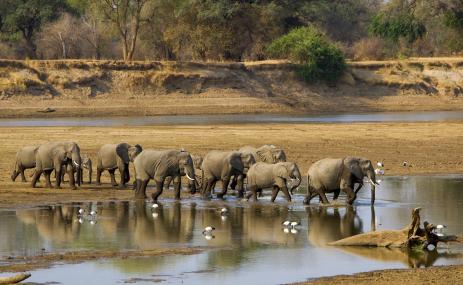 elefantes cruzam corpo d'água na Zâmbia